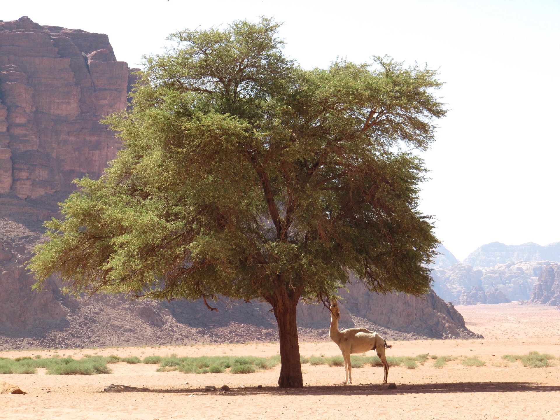 The Desert